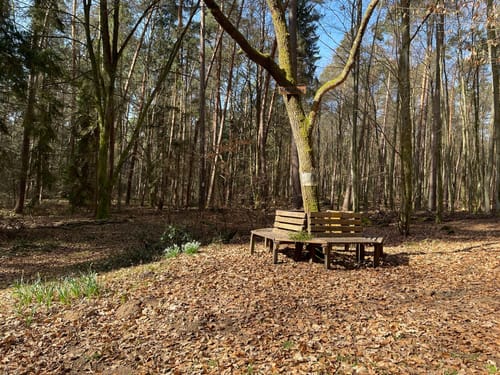 Waldspaziergang ab Baggersee Babenhausen