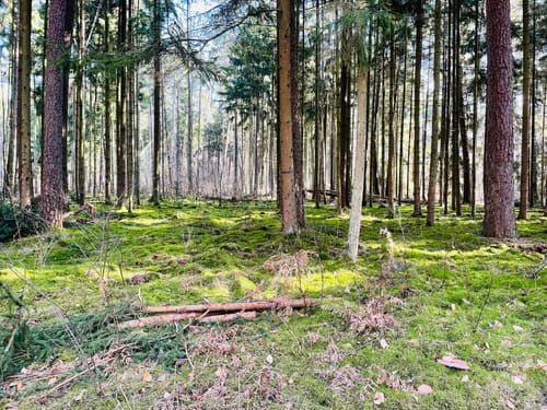 Waldspaziergang ab Baggersee Babenhausen
