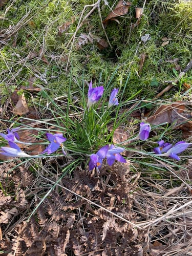 Waldspaziergang ab Baggersee Babenhausen