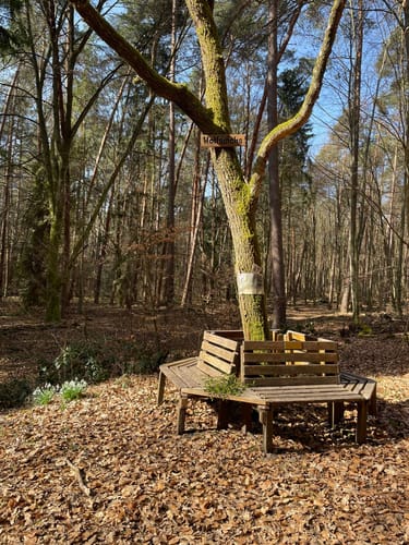 Waldspaziergang ab Baggersee Babenhausen