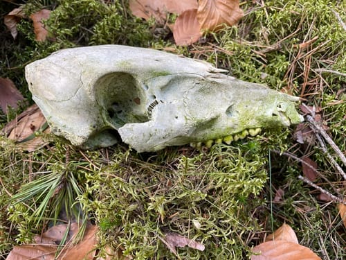 Waldspaziergang ab Baggersee Babenhausen