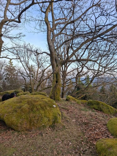 Höningen, Rahnfels, und Kieskautberg Rundweg