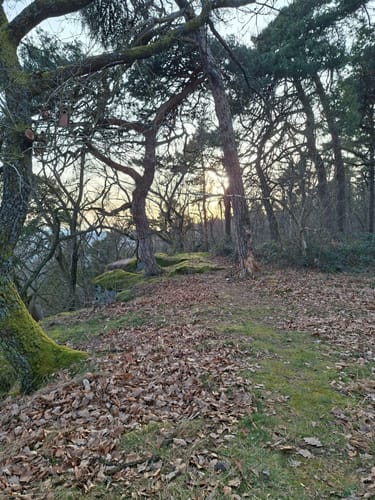 Höningen, Rahnfels, und Kieskautberg Rundweg