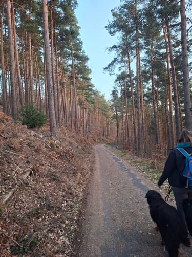 Höningen, Rahnfels, und Kieskautberg Rundweg