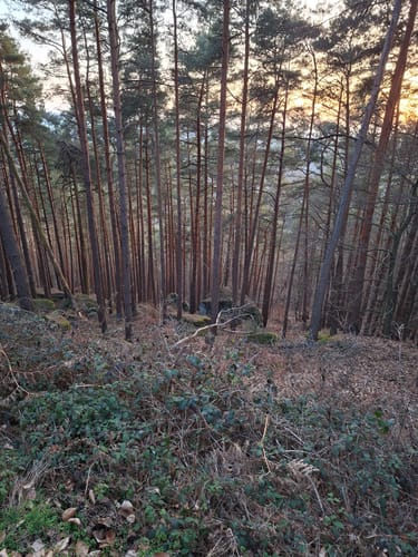Höningen, Rahnfels, und Kieskautberg Rundweg