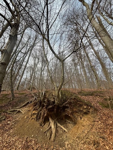 Durch das liebliche Walterbachtal