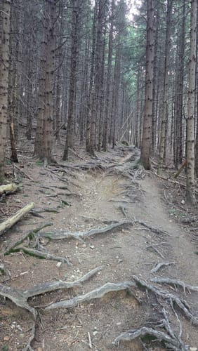 Stallauer Eck - Stallauer Kopf - Angerlkopf - Enzenauer Kopf