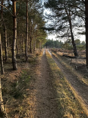 Durch die Oranienbaumer Heide