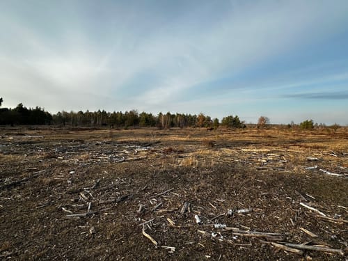 Durch die Oranienbaumer Heide