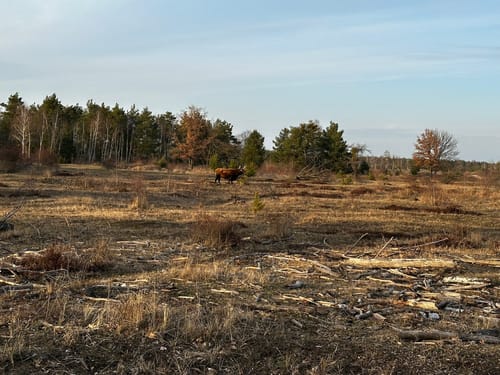 Durch die Oranienbaumer Heide