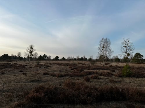 Durch die Oranienbaumer Heide