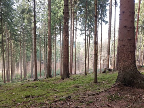 Varusturm - Bardenburg - Dörenberg
