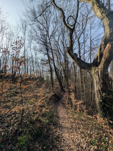 Idesbachpfad (Premiumwanderweg)