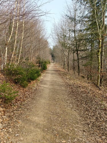 Varusturm - Bardenburg - Dörenberg