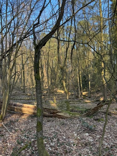 Wietze - Weckenberg