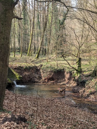 Idesbachpfad (Premiumwanderweg)