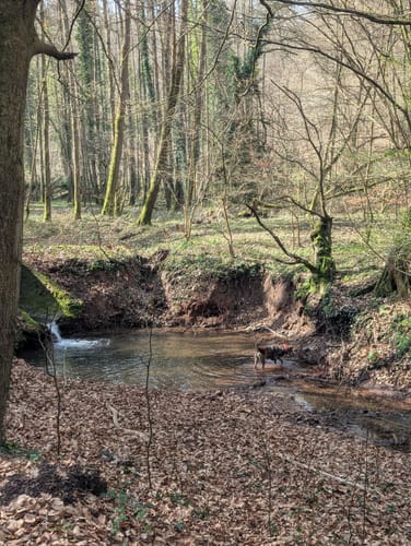 Idesbachpfad (Premiumwanderweg)