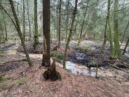 Märchenwanderweg Jesteburg