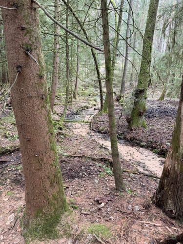 Märchenwanderweg Jesteburg