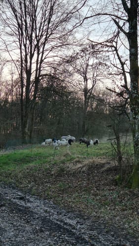 Obersulmer Rundwanderweg 10