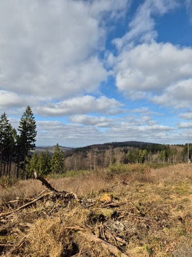 Taunus: Seelenberg - Pferdskopf - Treisberg - Seelenberg