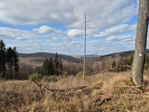 Taunus: Seelenberg - Pferdskopf - Treisberg - Seelenberg