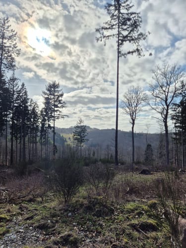 Taunus: Seelenberg - Pferdskopf - Treisberg - Seelenberg
