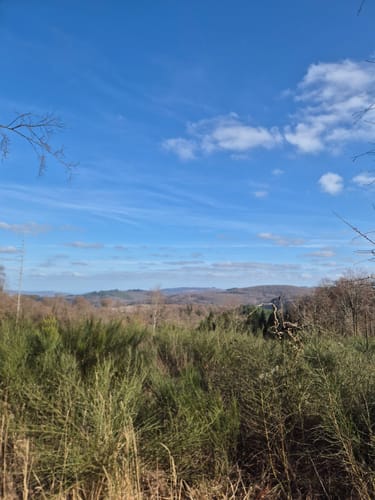 Taunus: Seelenberg - Pferdskopf - Treisberg - Seelenberg