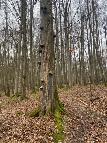 Saugrabenweg
