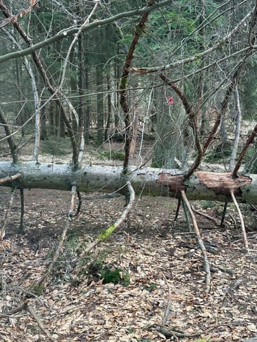 Urwald Sababurg - Rundweg (rot/Specht)