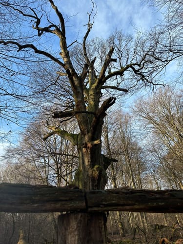 Urwald Sababurg - Rundweg (rot/Specht)
