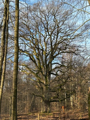 Urwald Sababurg - Rundweg (rot/Specht)