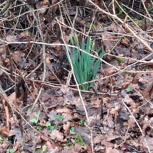 Durch den WeltWald Harz in Bad Grund