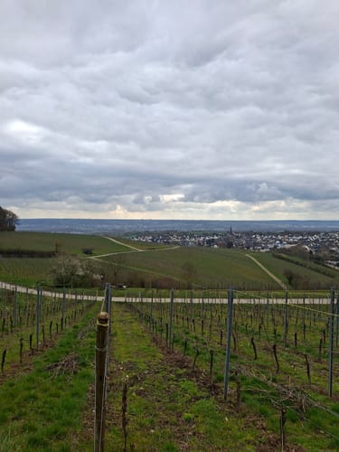 Kiedricher Weinbergrunde