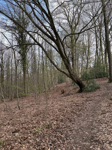 Um den Ziegenberg und Scharfeberg