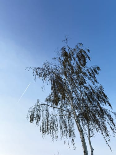 Von Wittlich zum Schonbach