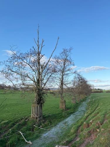 Von Wittlich zum Schonbach
