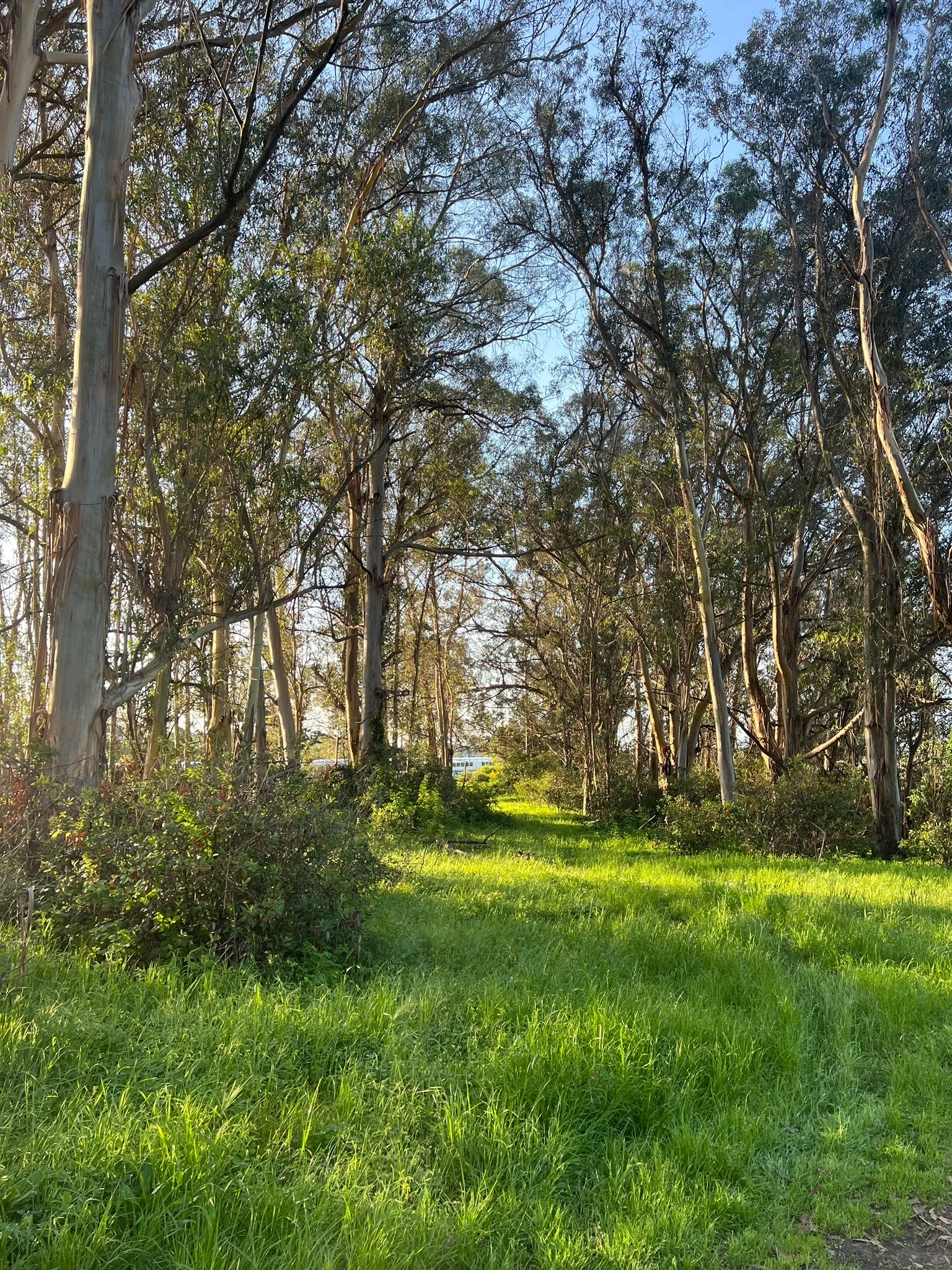 Photo of a trail from Nikkole R with title Bay Trail, Point Pinole, and Bayview Loop