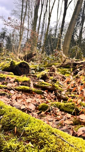 Aaper Wald A2