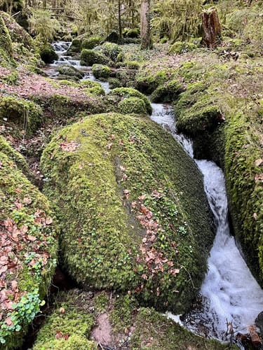 Wasser-, Wald- und Wiesenpfad (Premiumwanderweg)