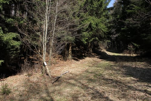 Stiege - Birkenmoor