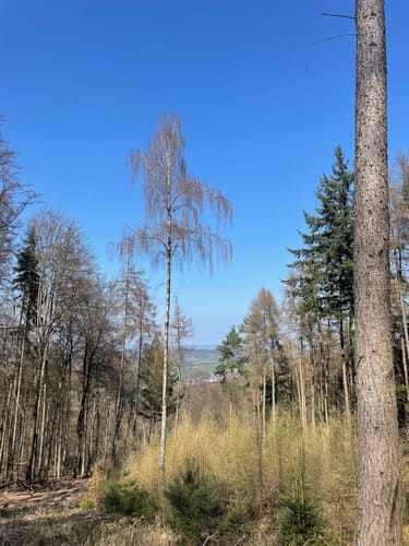 Schwarzer Fuchs Rundwanderung ab Hemsbach