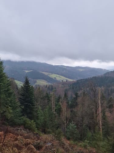 Nordrach Wanderung ab dem Moosbächlein