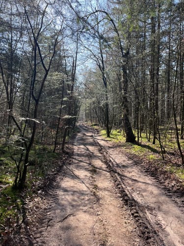 NS-Wandeling: Elsterberg