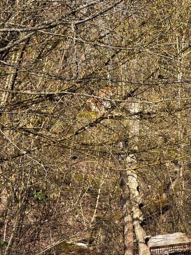 Durch den Tierpark Bad Mergentheim