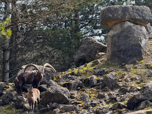 Durch den Tierpark Bad Mergentheim