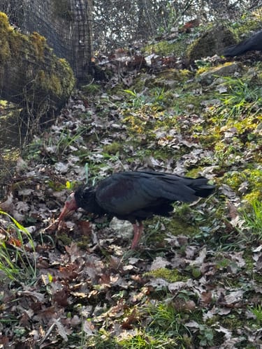Durch den Tierpark Bad Mergentheim