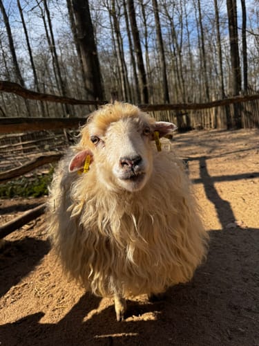 Durch den Tierpark Bad Mergentheim