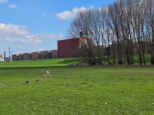 Um die Rheinwiesen Beeckerwerth