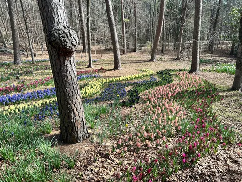 Explore Garvan Woodland Gardens: A Must-See for Guests of Overnight Digs - Overnight Digs